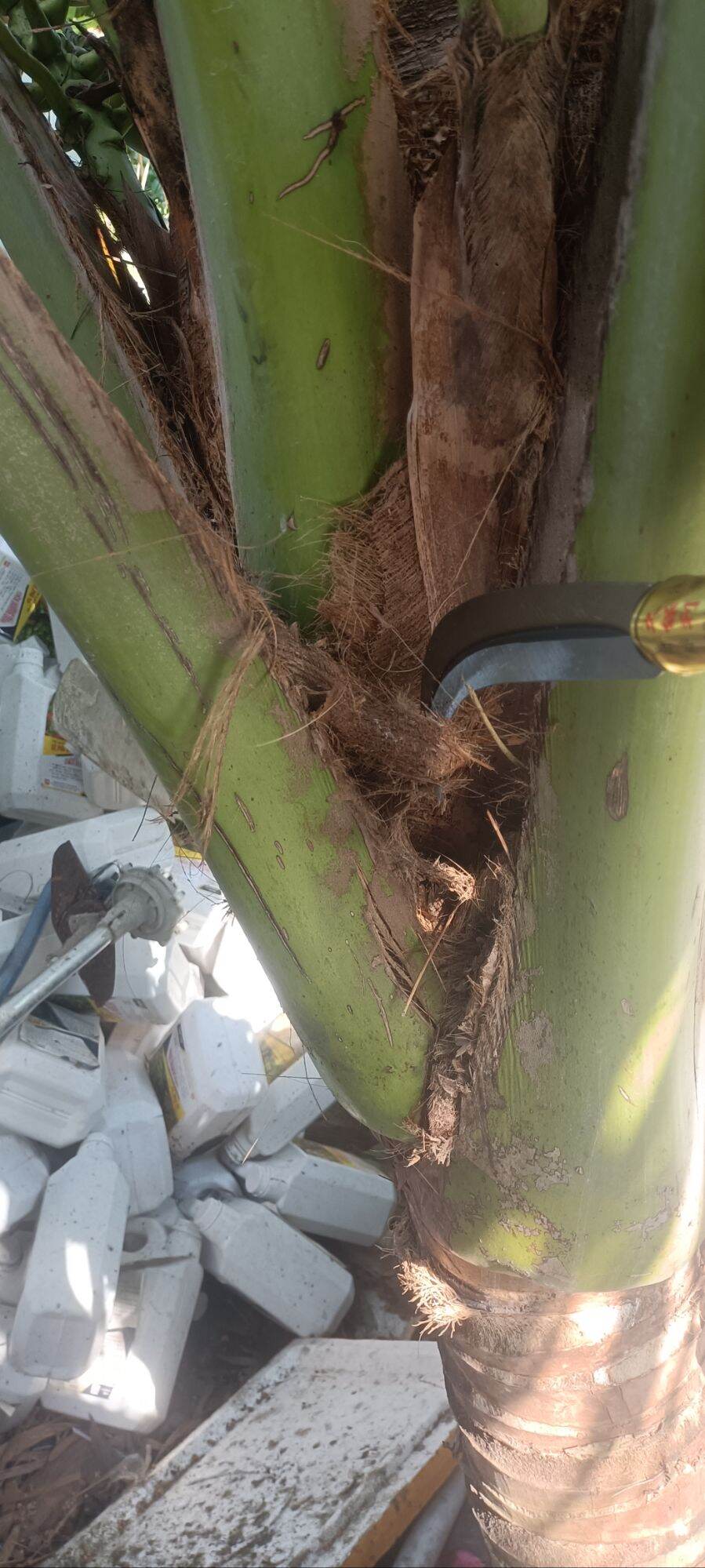 Dụng cụ Rửa Dừa 3 Tấc ( Dụng Cụ hổ trợ nông nghiệp )