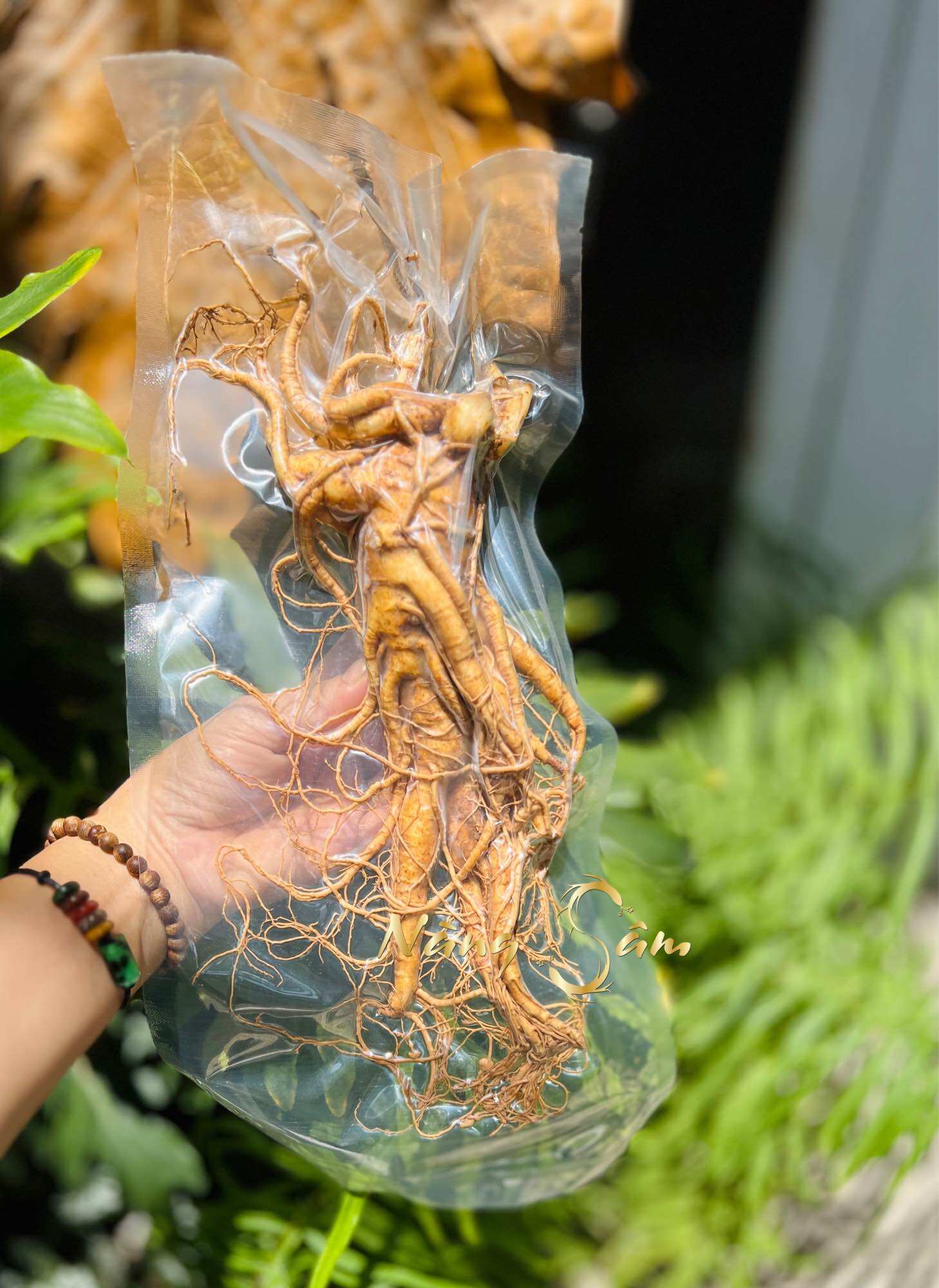 1 Củ Nhân Sâm Tươi Hàn Quốc Size 7 Củ/kg - Sâm Chuẩn Hàn Quốc