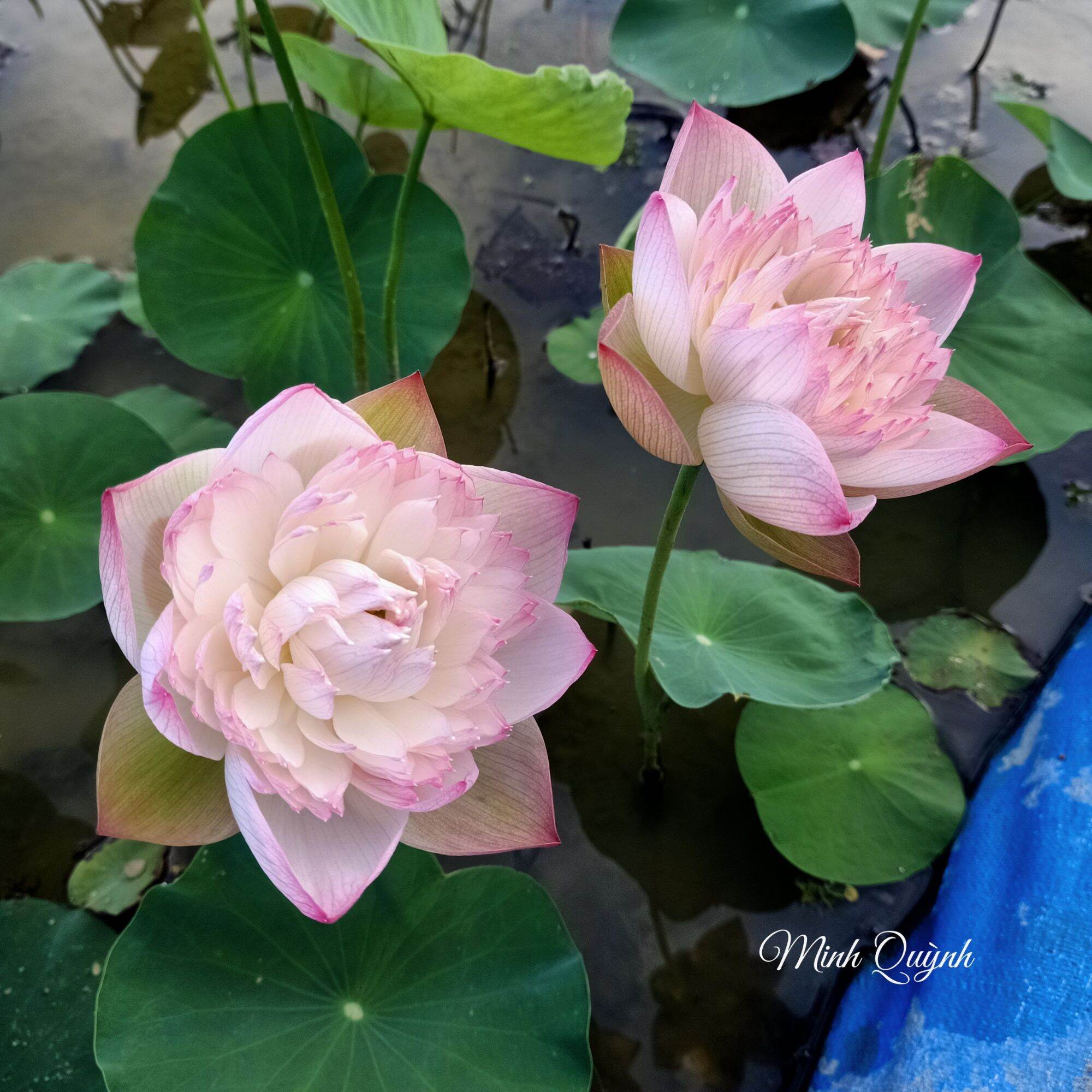 Củ sen Super Lotus