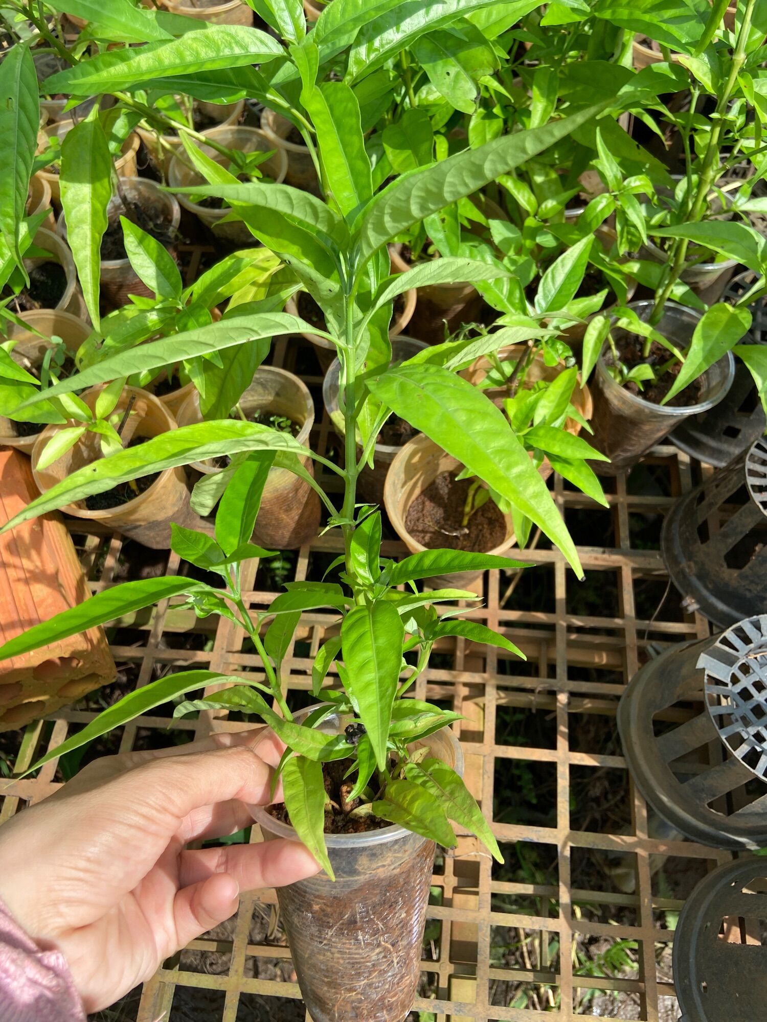 Cây hoàn ngọc trắng