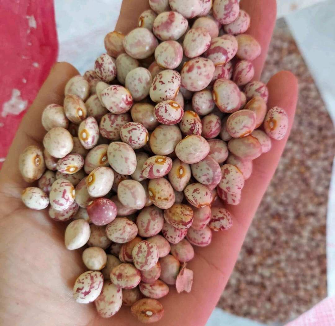 Đậu cúc (bịch 1 ký)