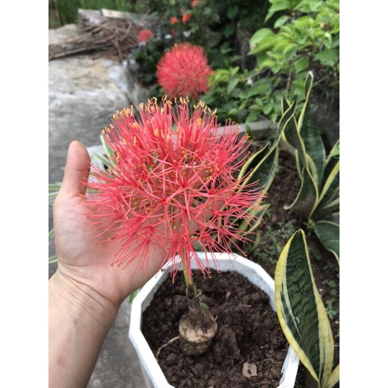 Củ hoa hồng tú cầu