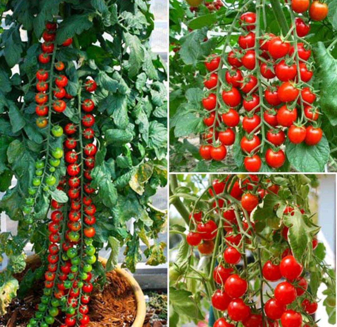 Hạt giống cà chua bi f1 hn gói 0,1g