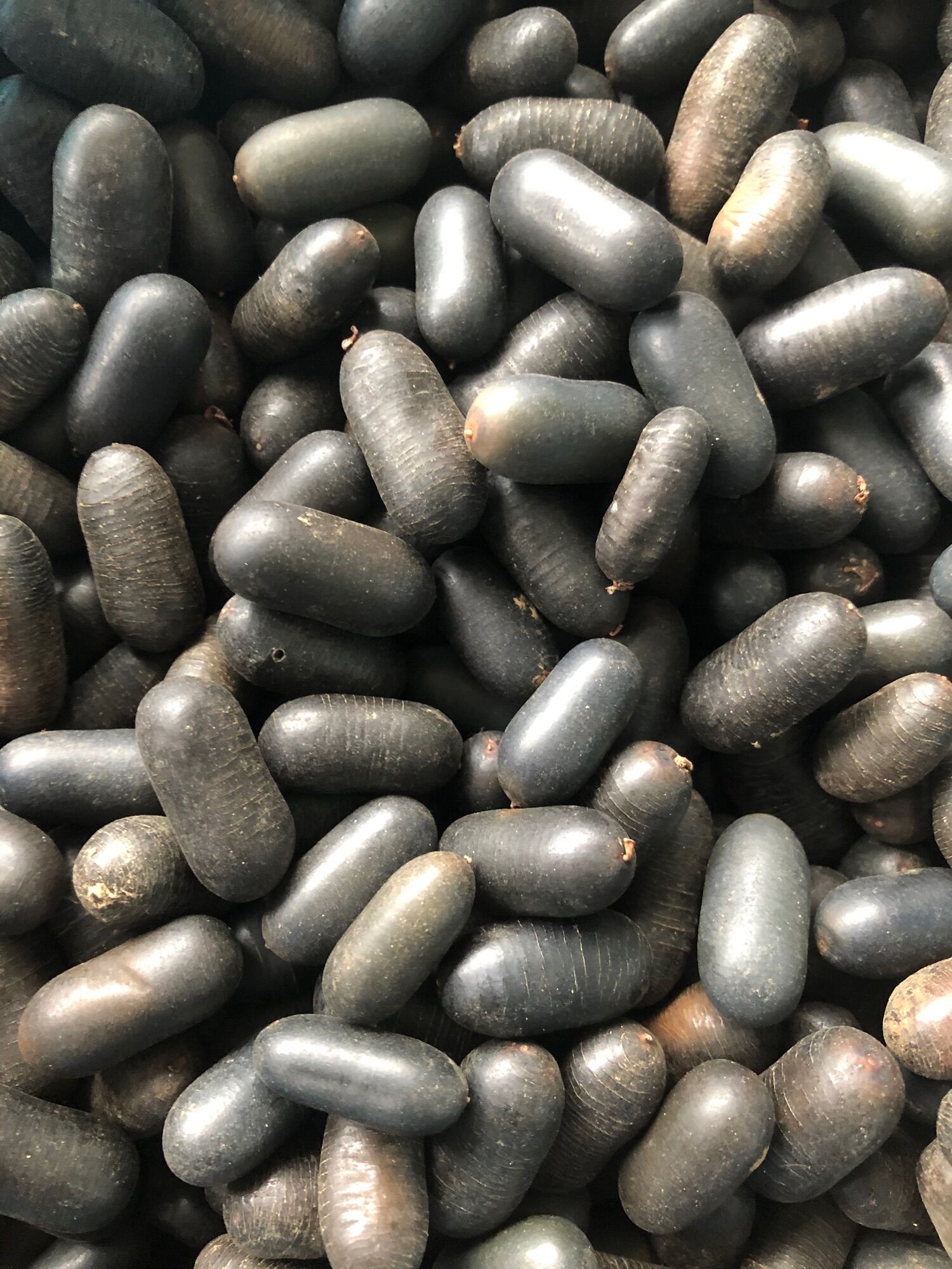 hạt đỗ rừng (đỗ mèo)220k/kg