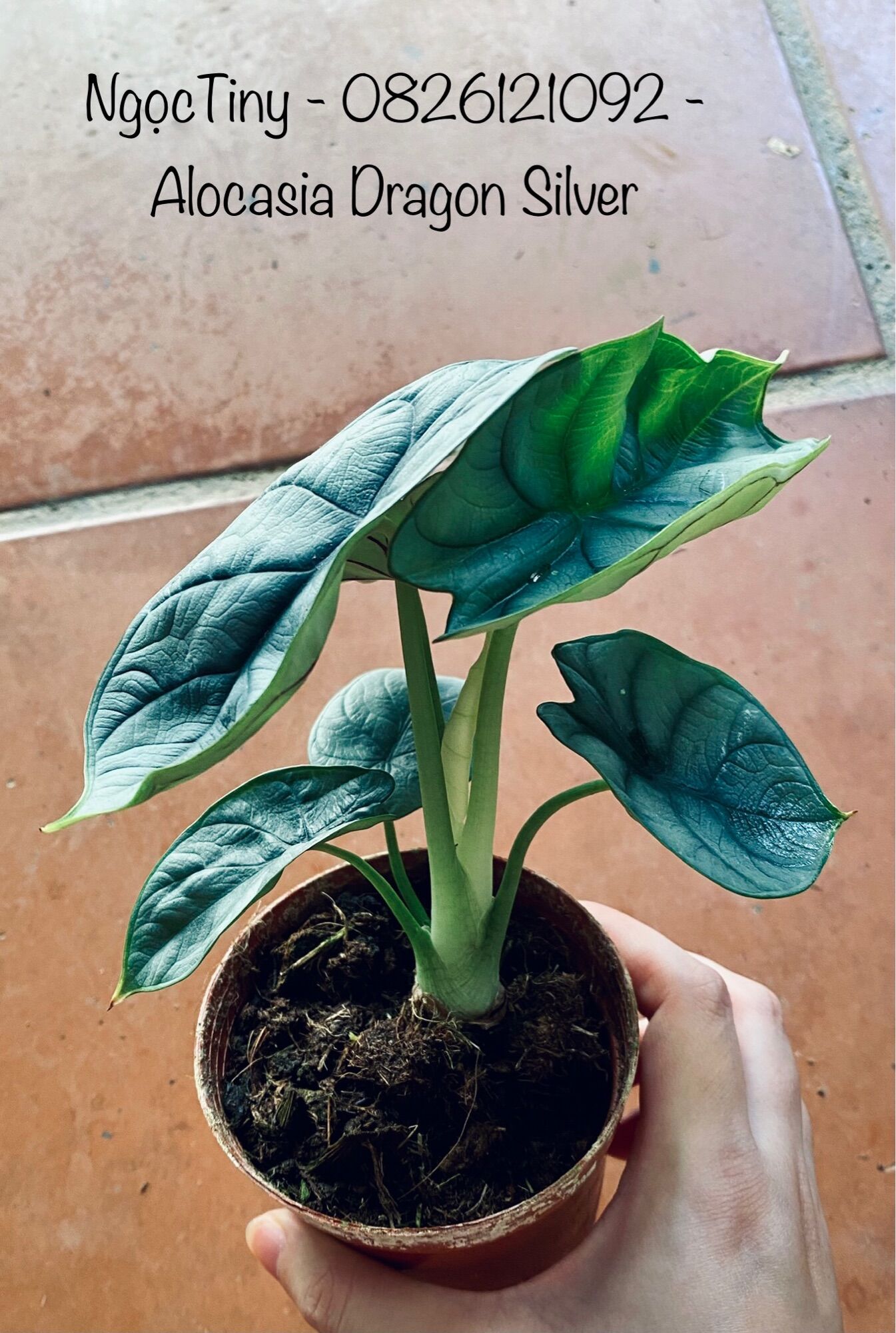 Alocasia Dragon Silver - Cây Rồng Bạc ảnh thật
