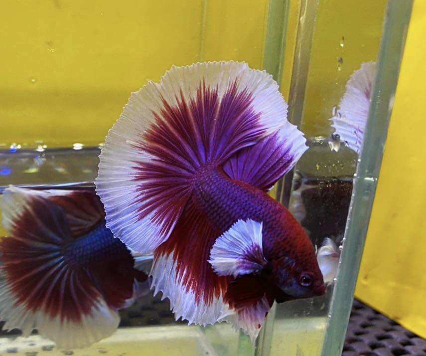 Betta đumbo lavender Halfmoon trống đẹp