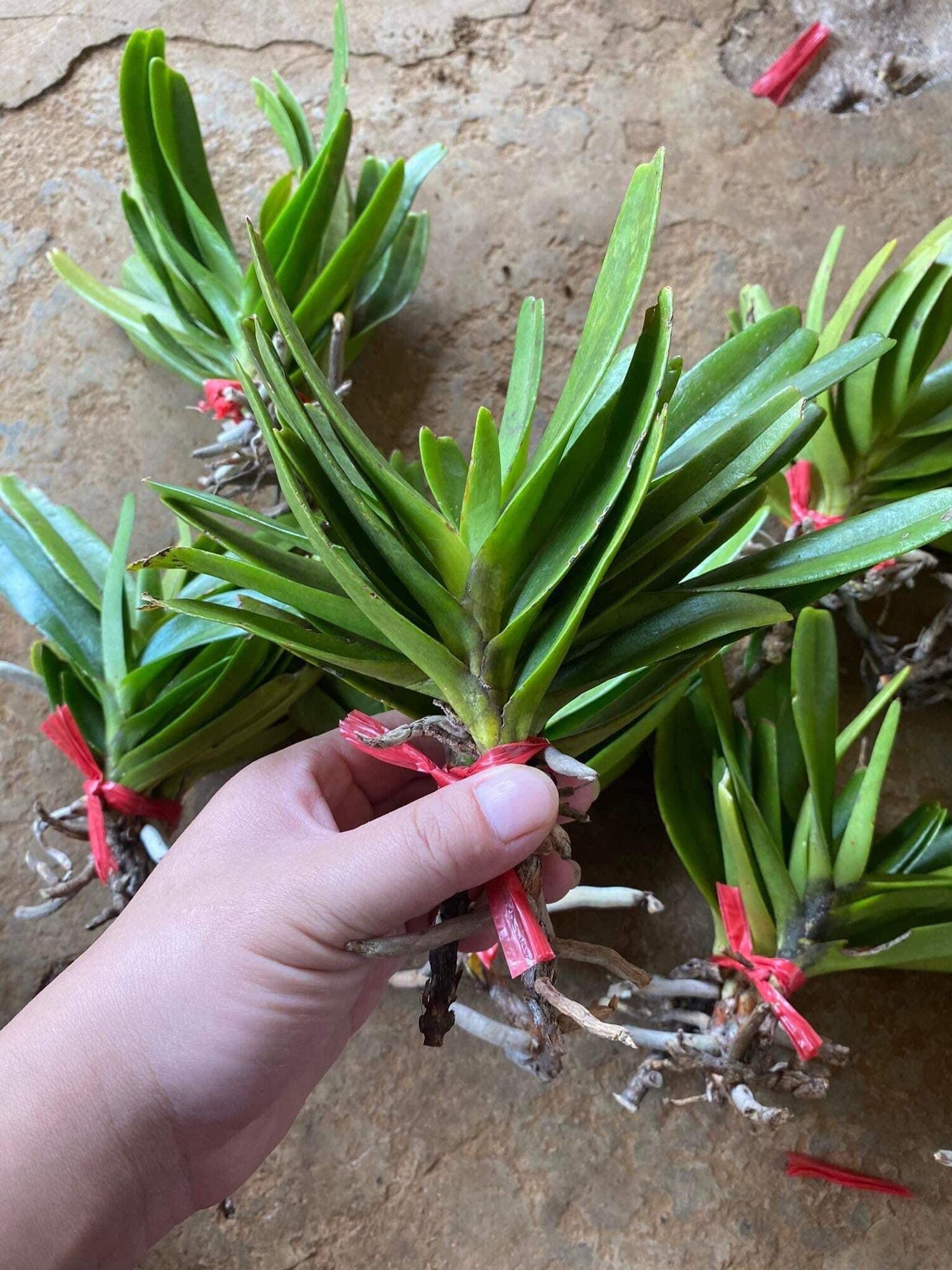 Hoa Lan bạch nhạn(2 cây) HOA Tết