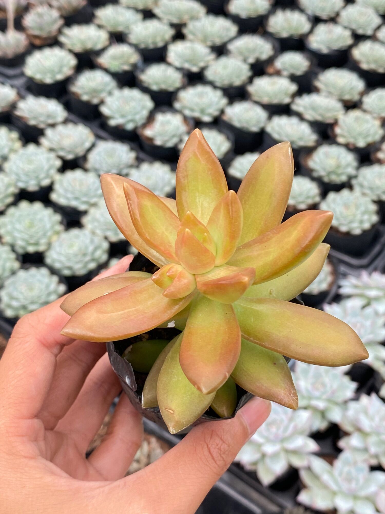 Sen đá đá vàng full nắng mưa size bầu 5cm hư 1 đổi 1