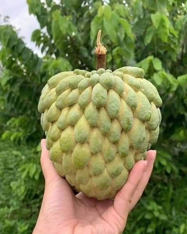 CÂY GIỐNG NA DAI THÁI LAN