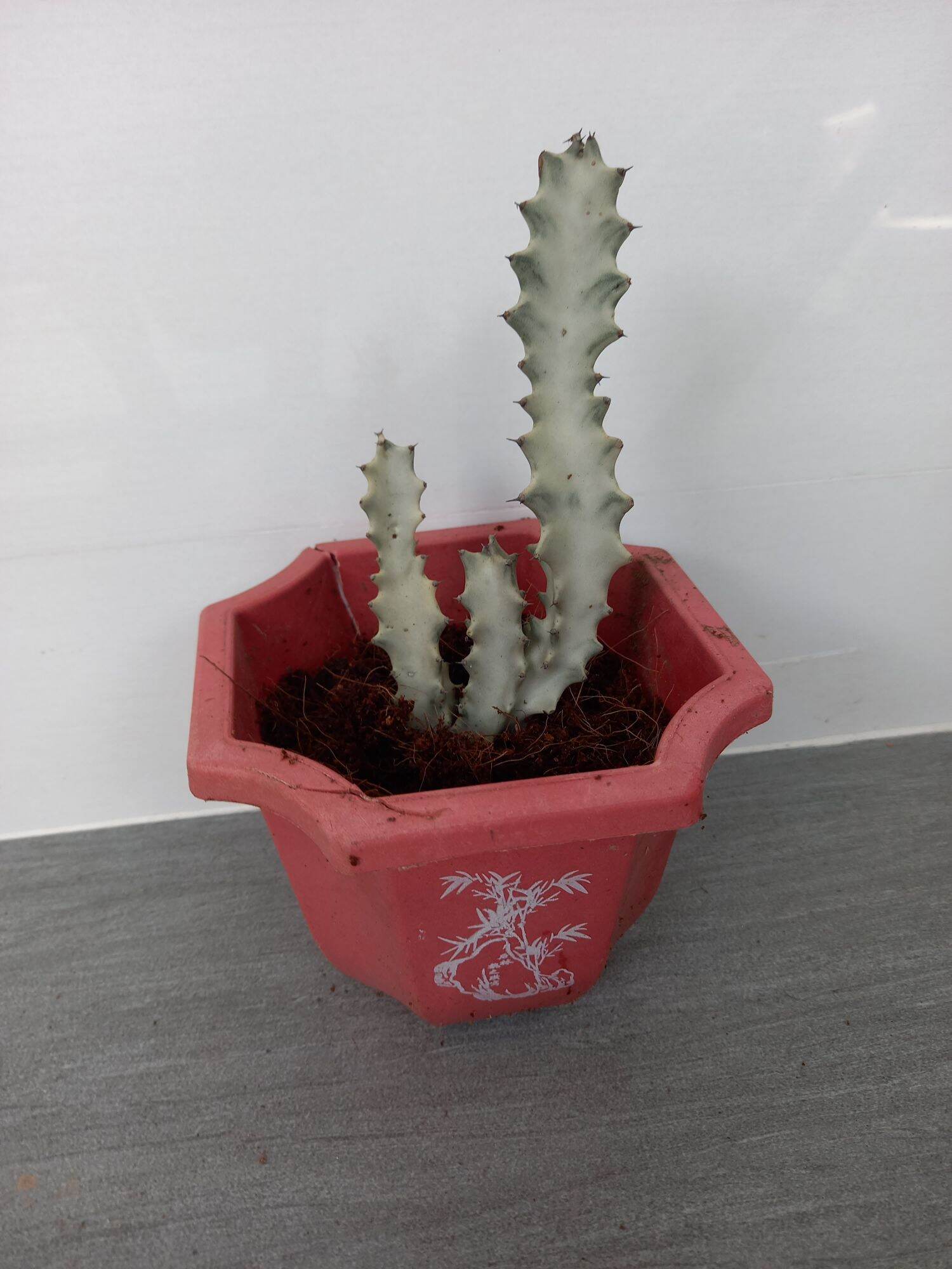 cây sương rồng