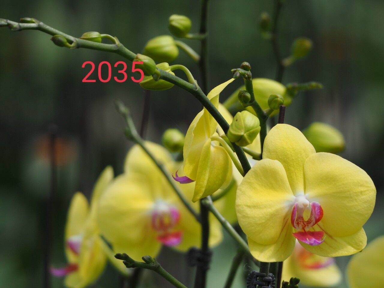 Lan hồ điệp cốc 2.5 màu vàng 2035