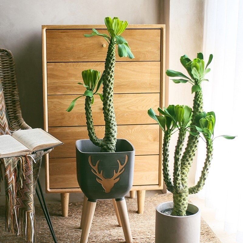 Xương rồng ngọc lân thân giống