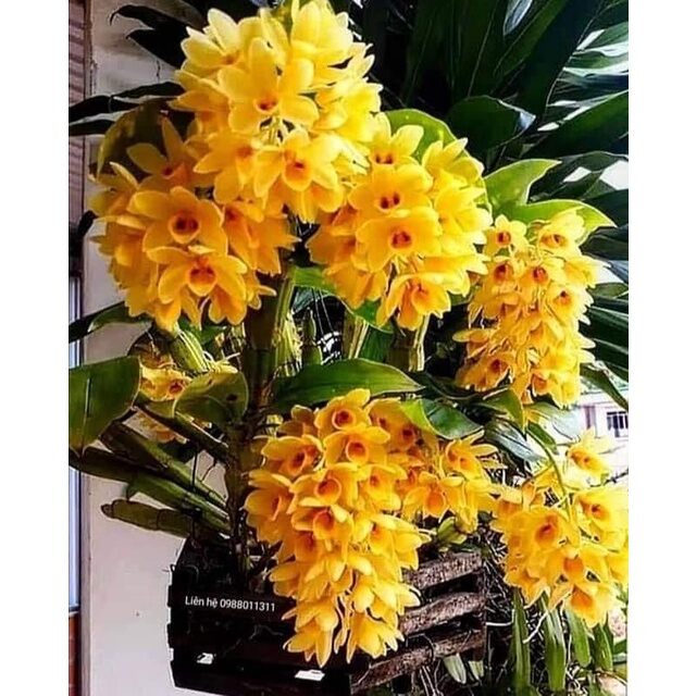hoa lan kiều dẹt(bó 10 thân)