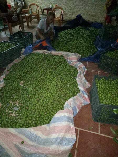 3kg Sấu tươi Hà Nội (còn vỏ)