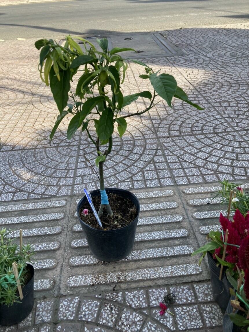 Cây Hoàng Lan, Bông Chúa hoa thơm, size nhỏ