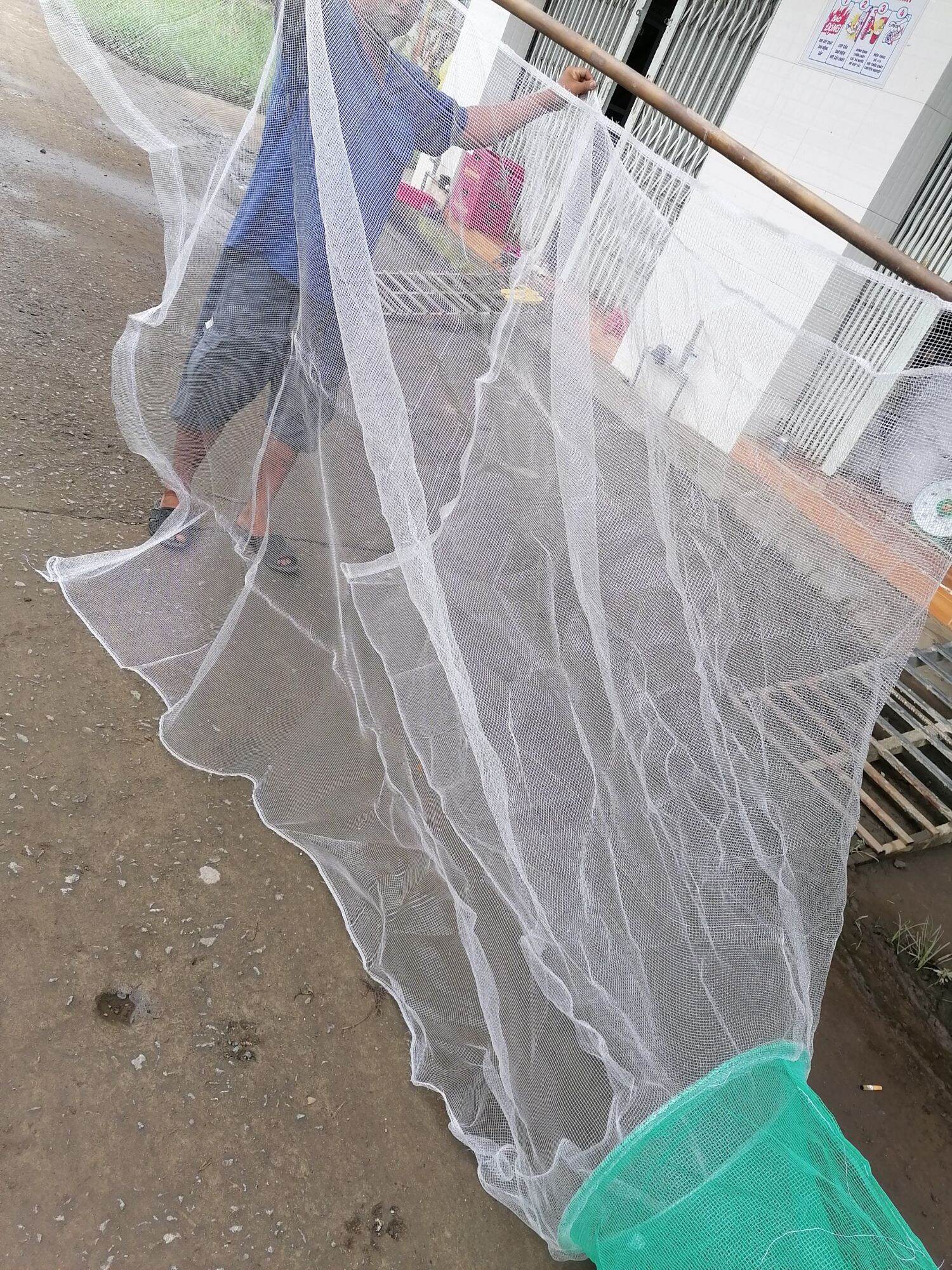 Dớn Trắng Bắt Cá ( ĐK 48cm ,3 hôm )