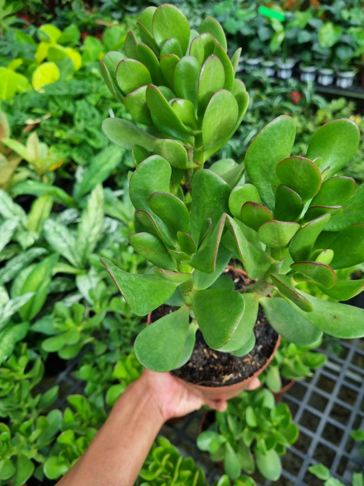 Cây sen đá ngọc bích