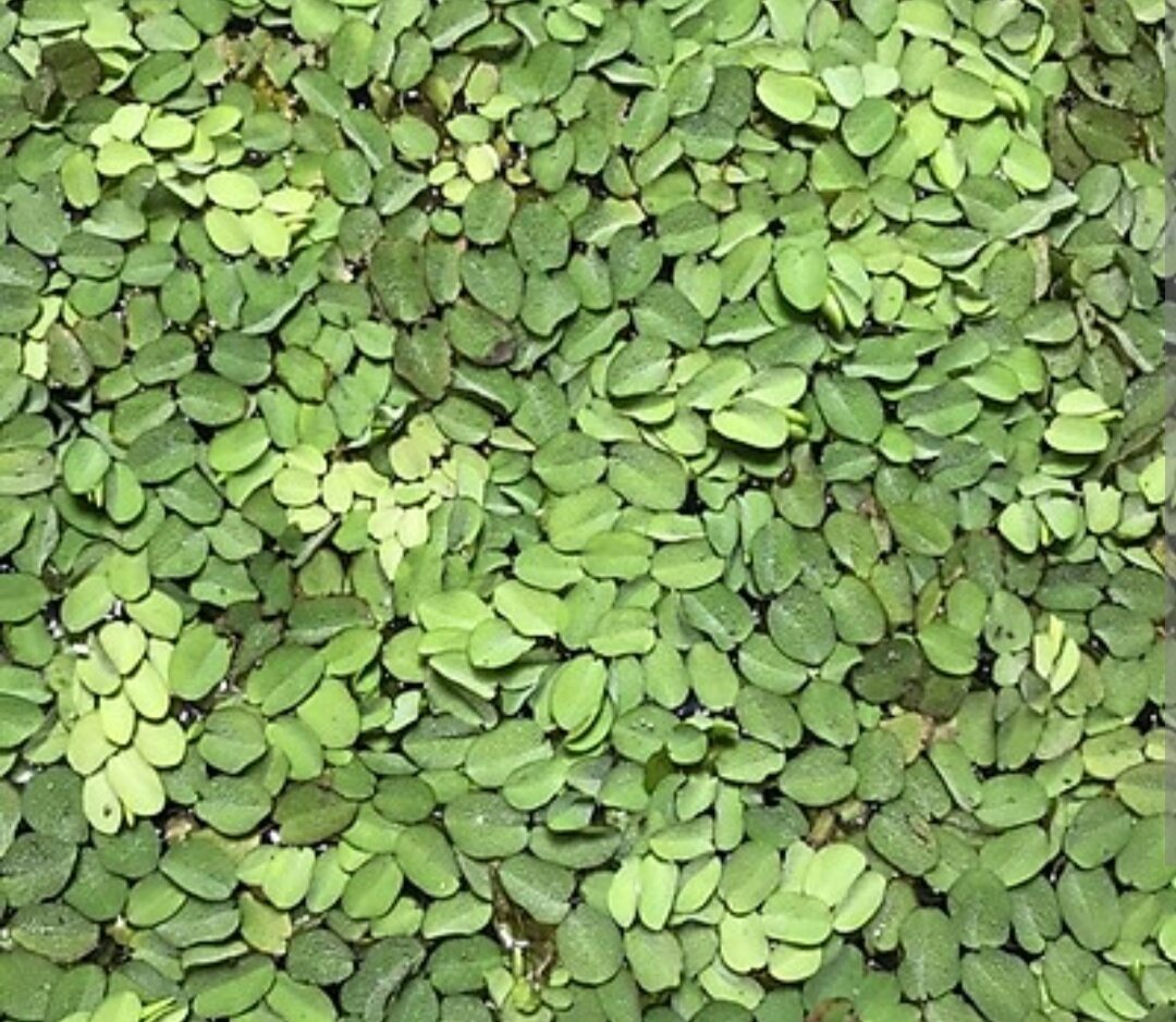 bèo tai chuột , trang trí bể thủy sinh (5 cây)