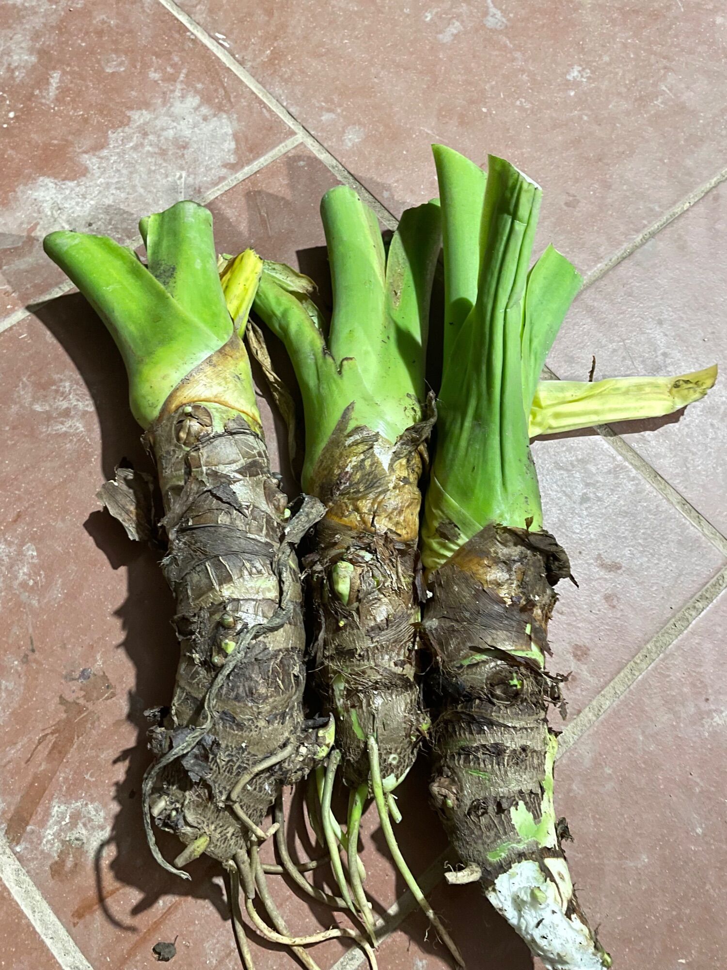 củ ráy voi làm cảnh (bao sống)