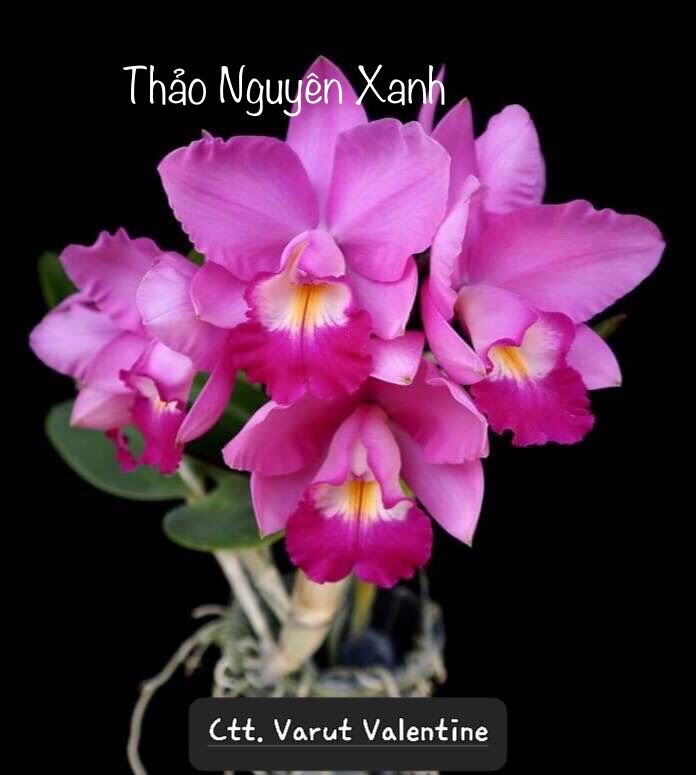 TNX10 - Hoa Lan Cattleya Mini Varut Valentine - Cây Giống