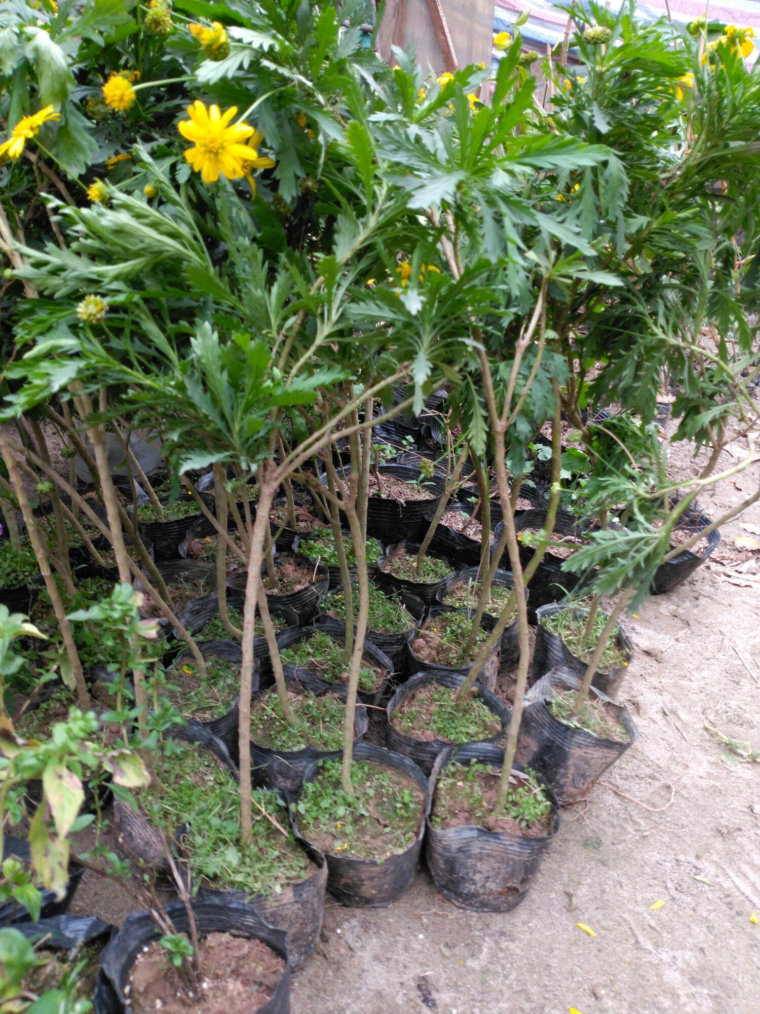Cúc thân gỗ cây lâu niên