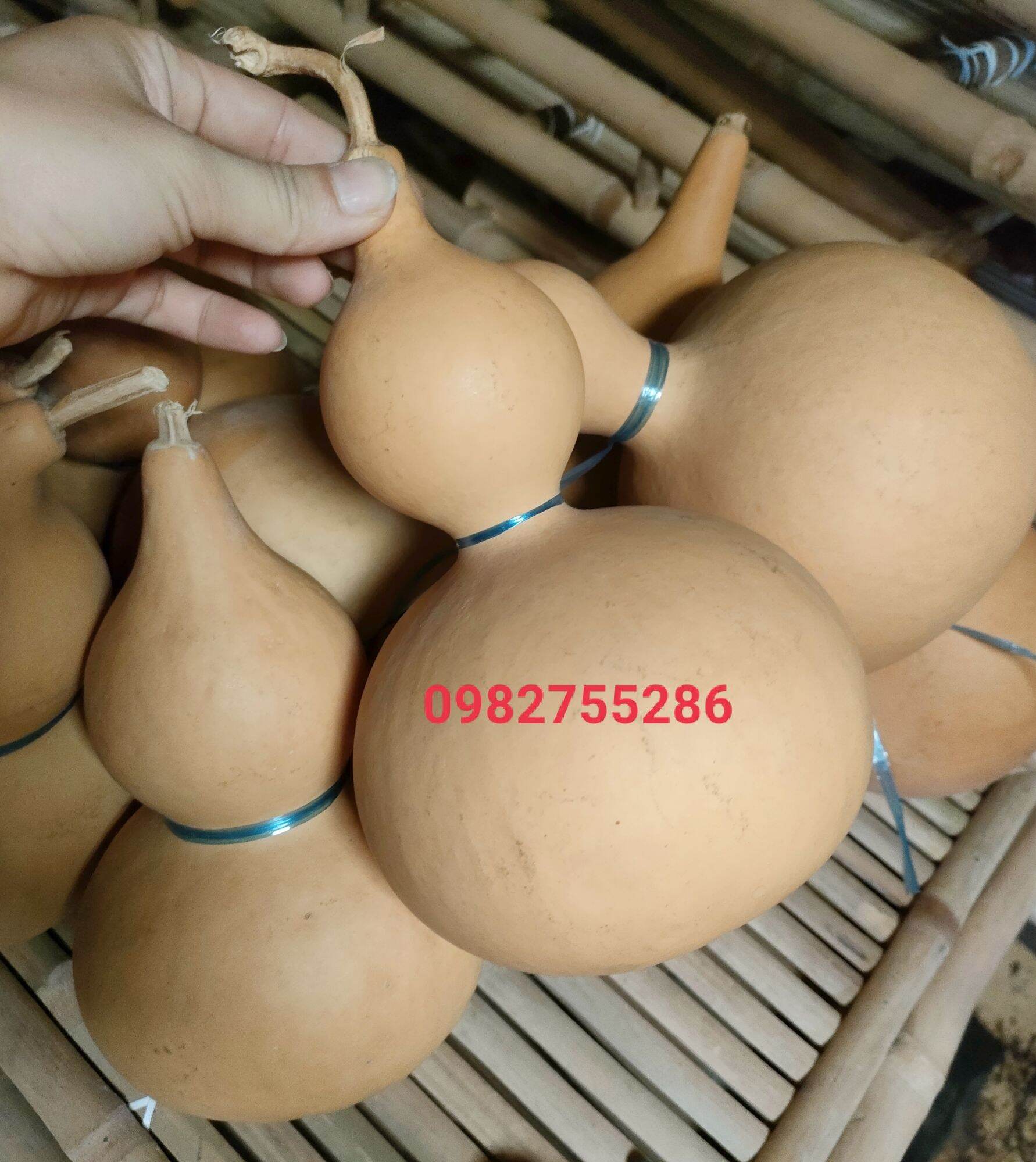 bầu hồ lô [size đại]