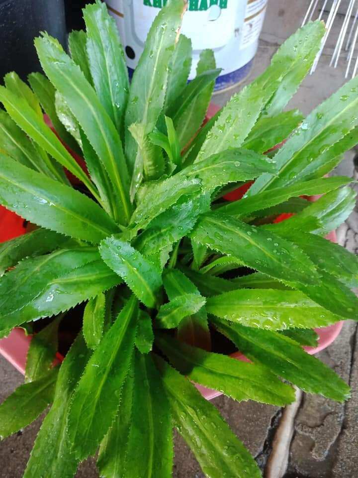 Cây giống ngò gai