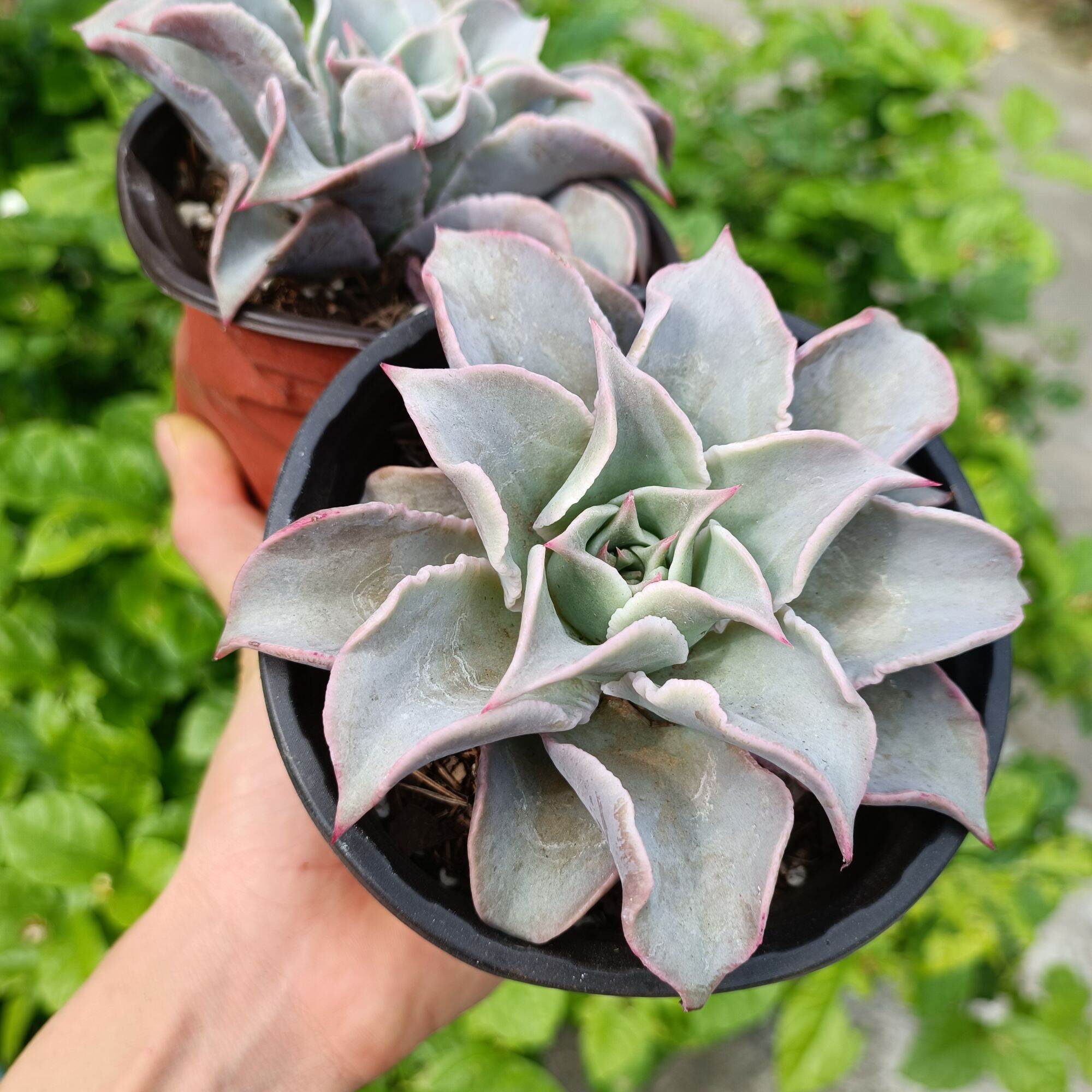Sale 50%-sen đá madiba thuần việt 12-13cm