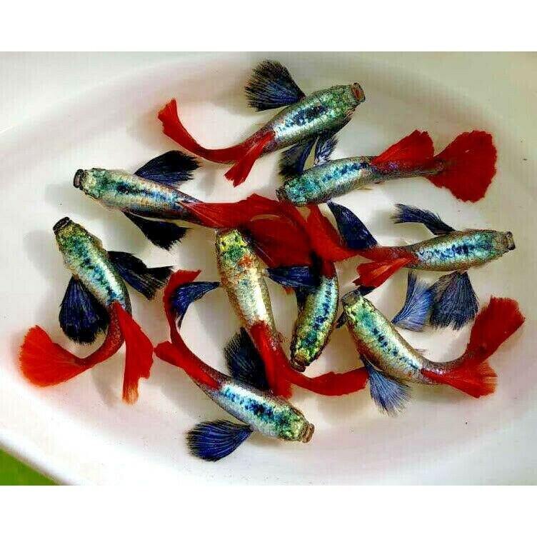 Dumbo red - guppy trang trí hồ
