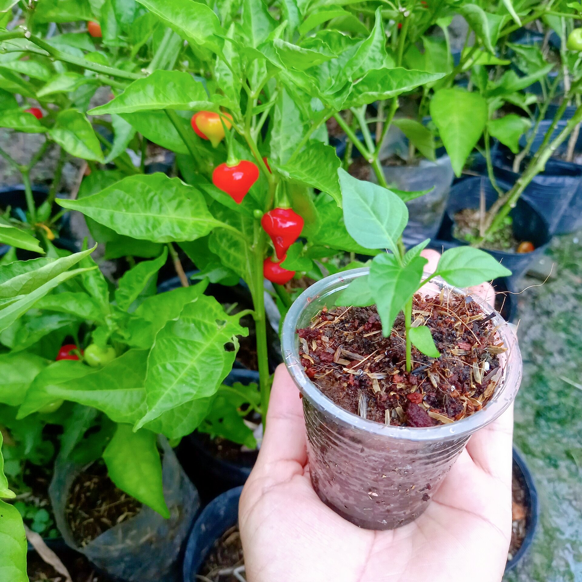 Cây ớt trái tim y hình bao chết