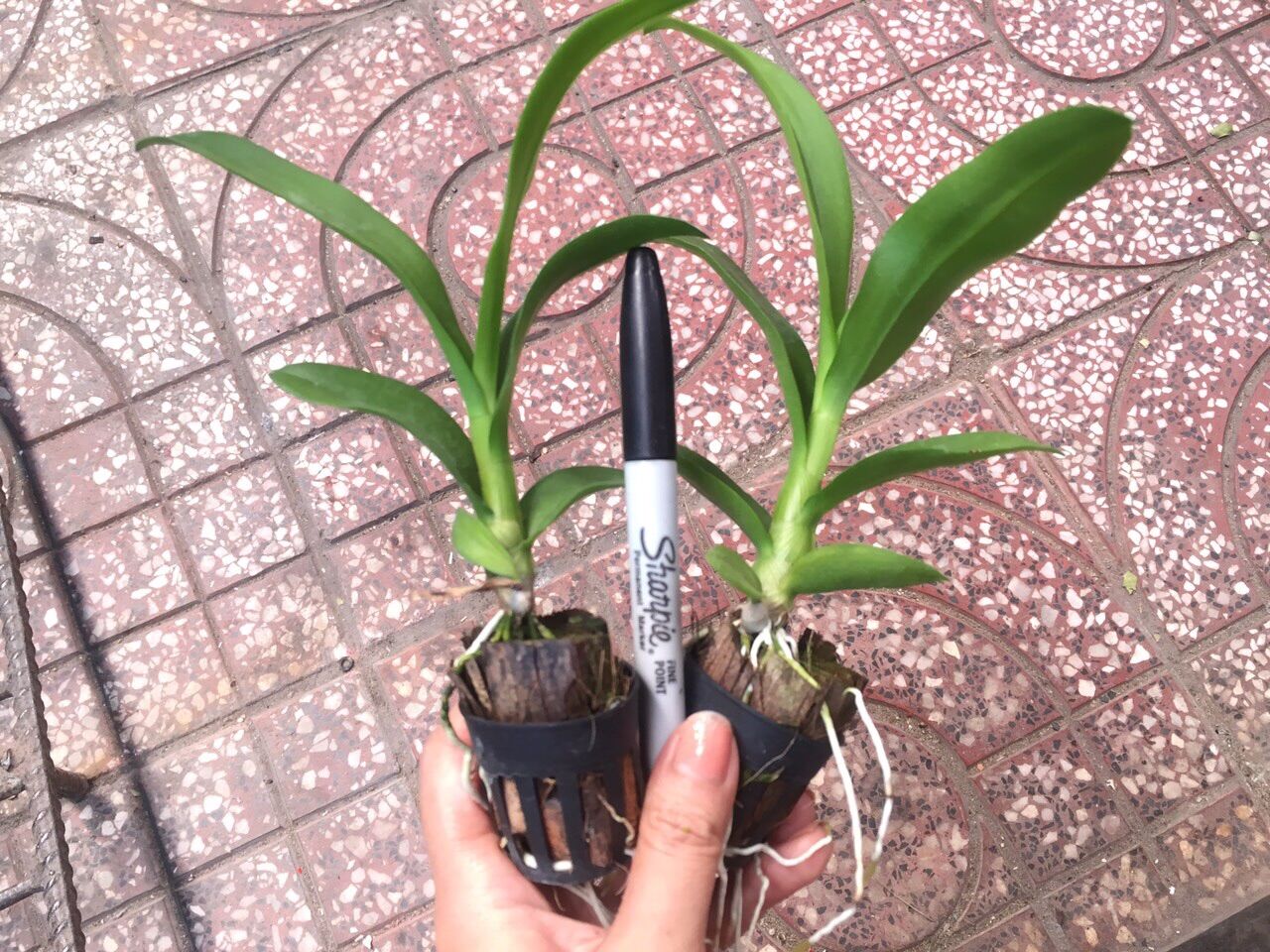 [HCM]Combo 5 cây lan Dendro Nắng 5 màu