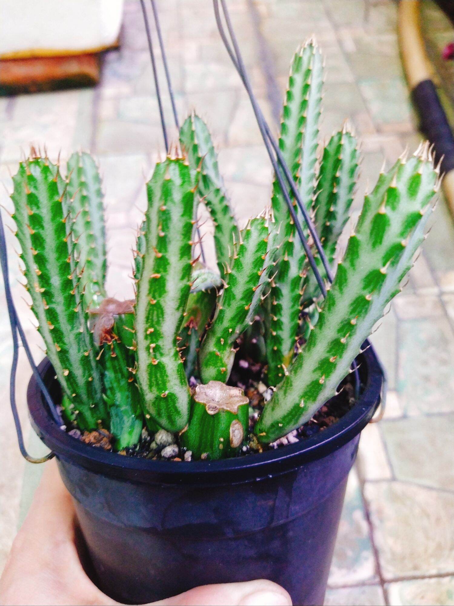 Cây xương rồng euphoria hoa đỏ