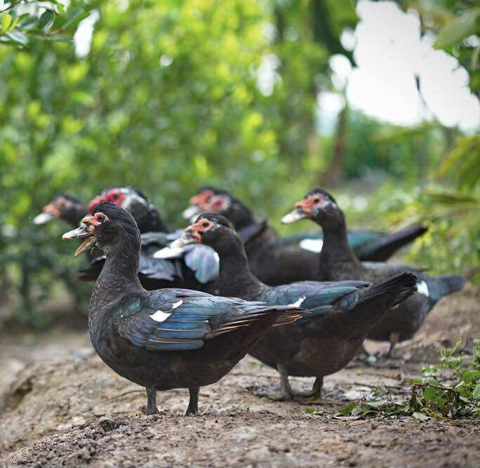 FLOSAL D 10ml hen, khẹc gà vịt