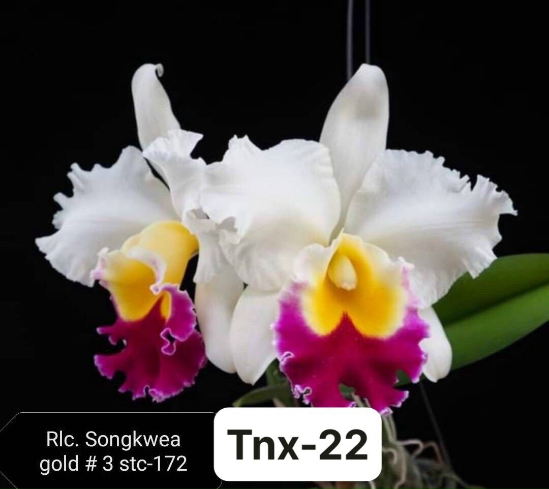 世界の野生蘭ORCHIDATLAS VOL. 3 Cattleya Laelia Laelia