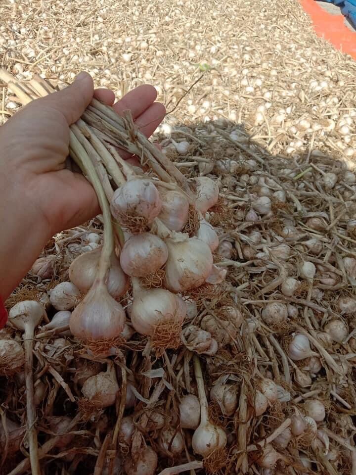 Tỏi cô đơn 1kg