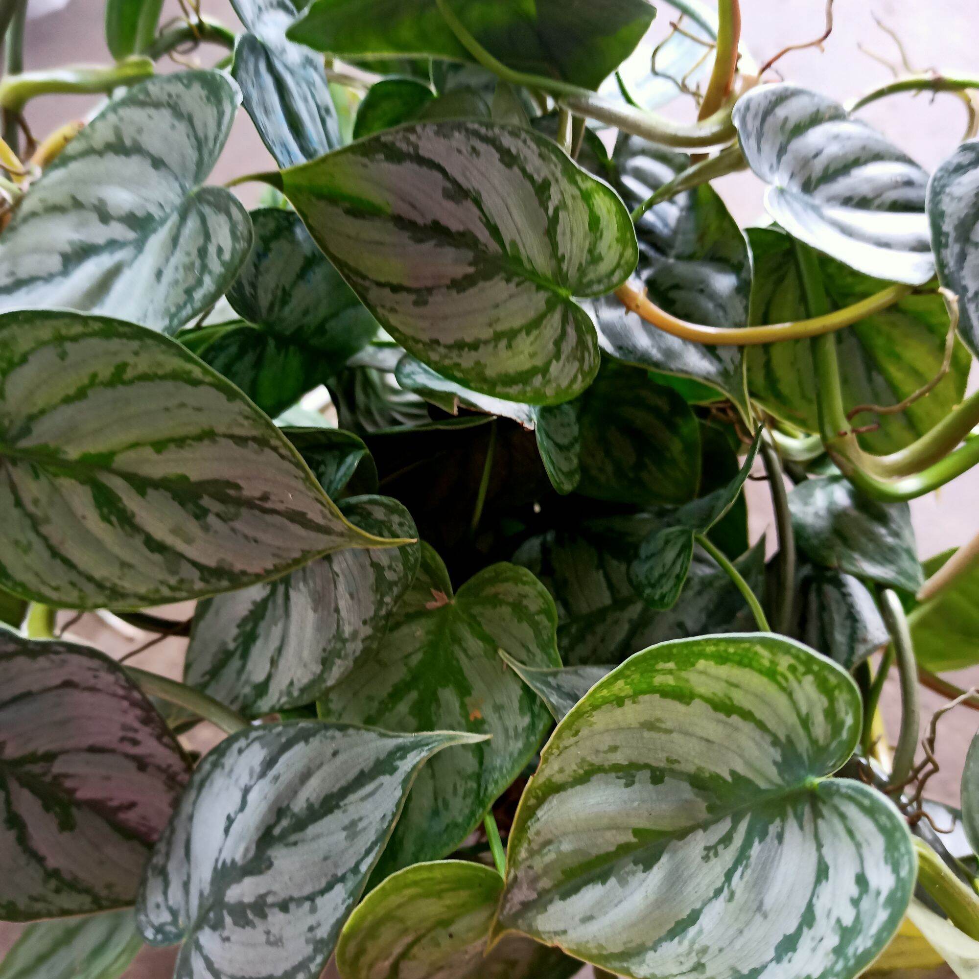 Cây philodendron brandtianum