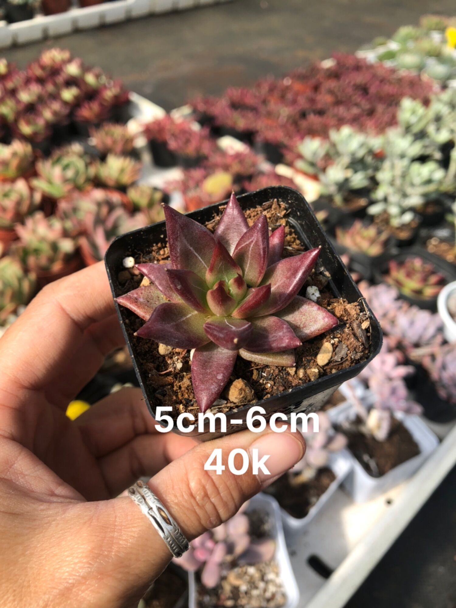 Sen đá Đế Nhọn 5-6cm