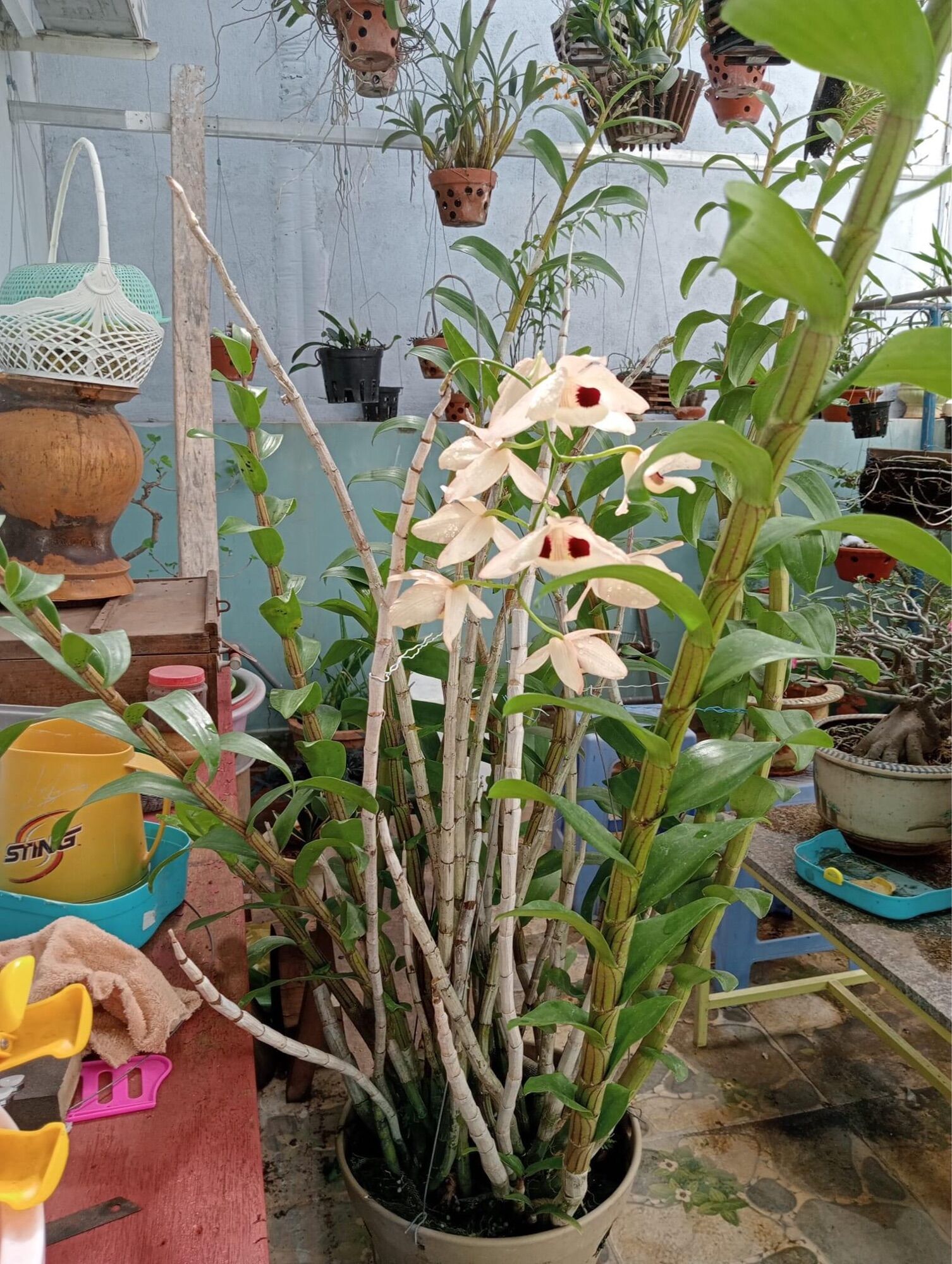Hoa Lan hoàng thảo Thái bình(khóm 60cm trở lên) vv