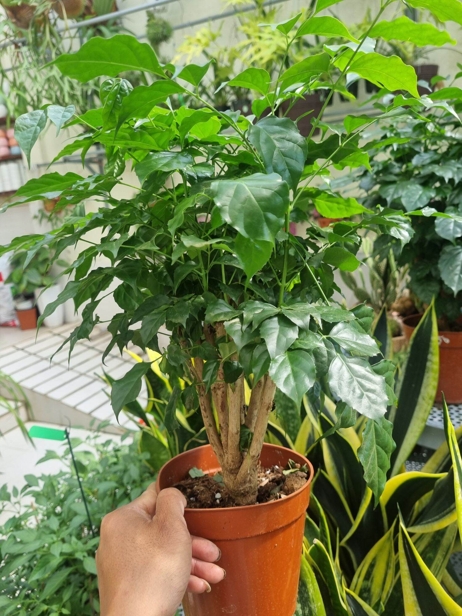 Chậu Cây hạnh phúc  - cây để bàn
