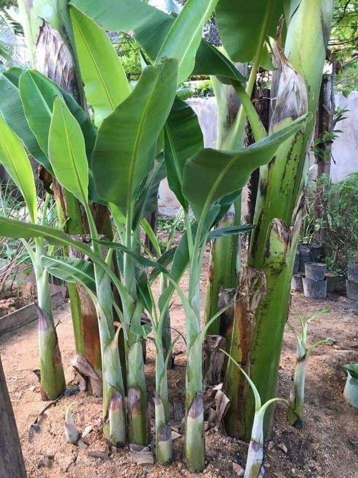 1kg lá chuối tươi về gói bánh
