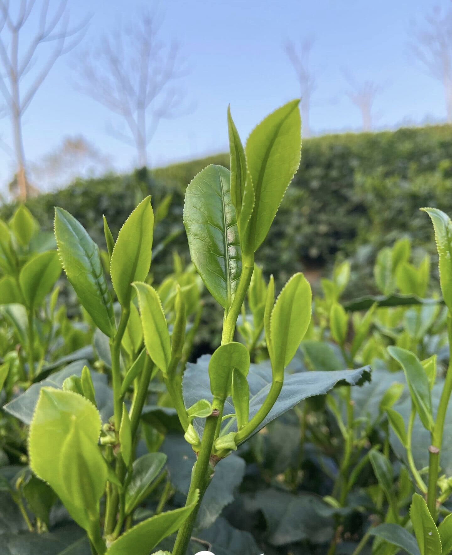 Trà búp tôm nõn Thái Nguyên ( loại ngon đặc biệt ) 1000g