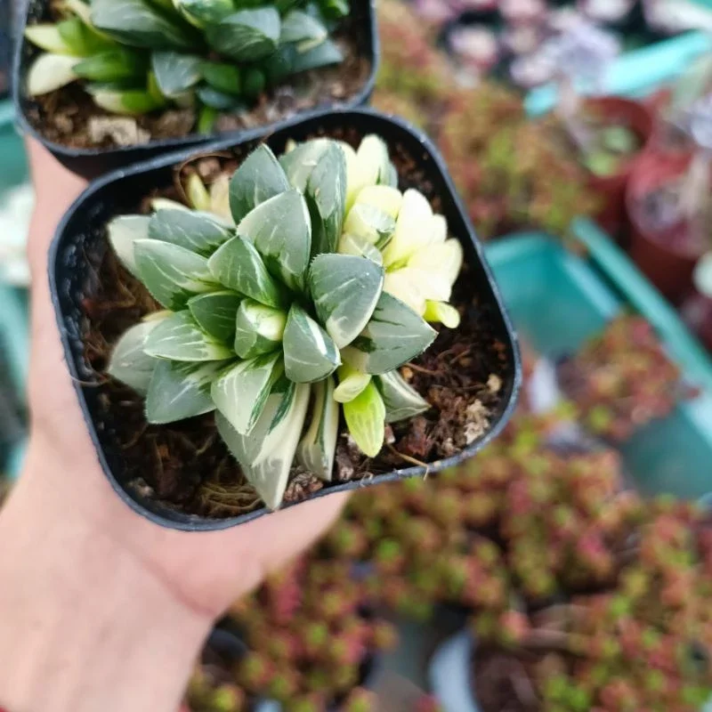 (Mã Vip Pro) Sen đá Haworthia Restusa var nhiều đầu.