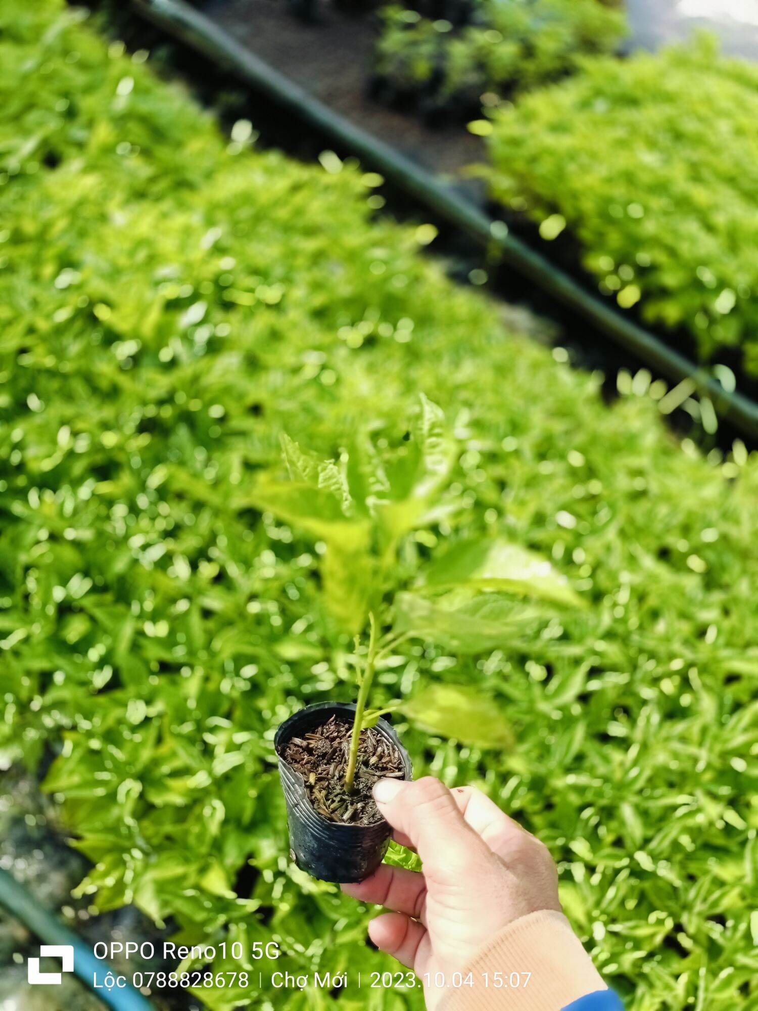 ỚT TRÁI TIM (ỚT GIỌT NƯỚC) CÂY GIỐNG