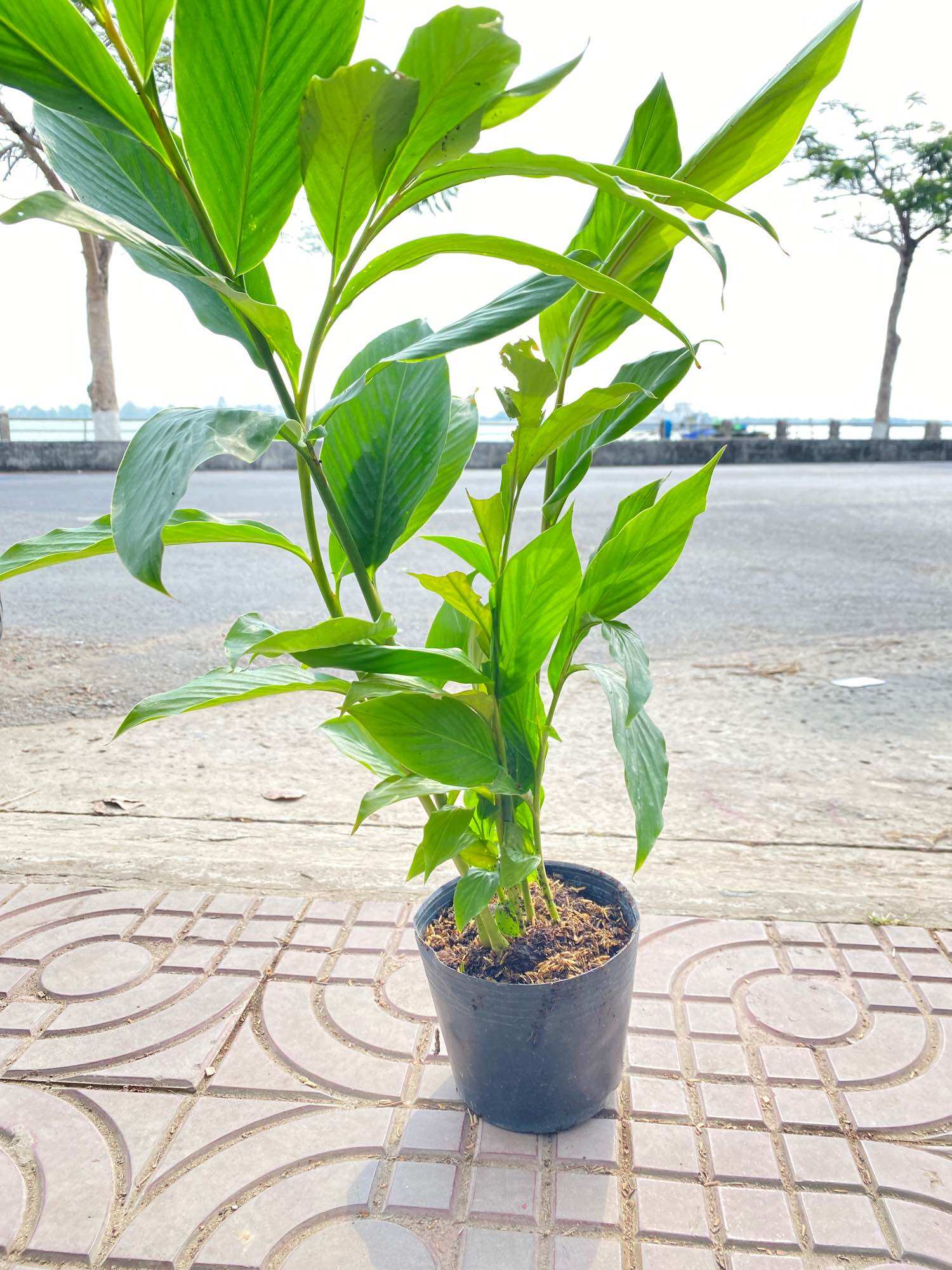 Cây hoa hạnh phúc ( cao 15 cm)