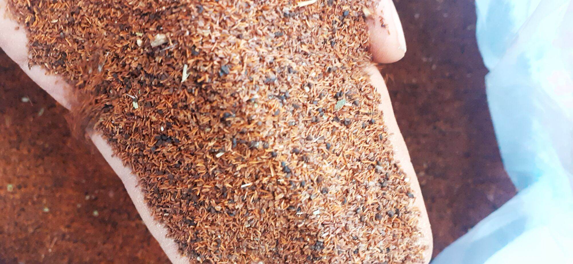 Hạt giống bạch đàn đỏ