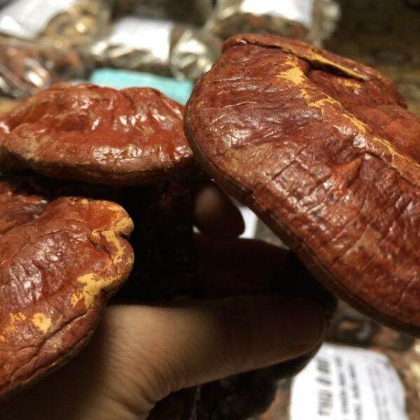500g nấm linh chi đỏ