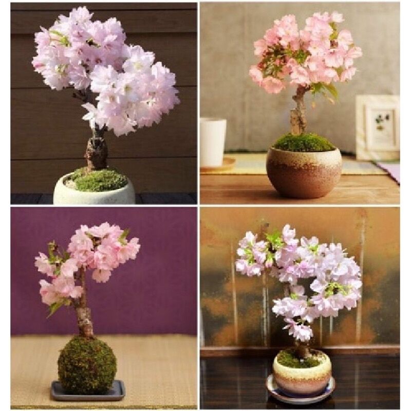 Hạt giống hoa anh đào nb
