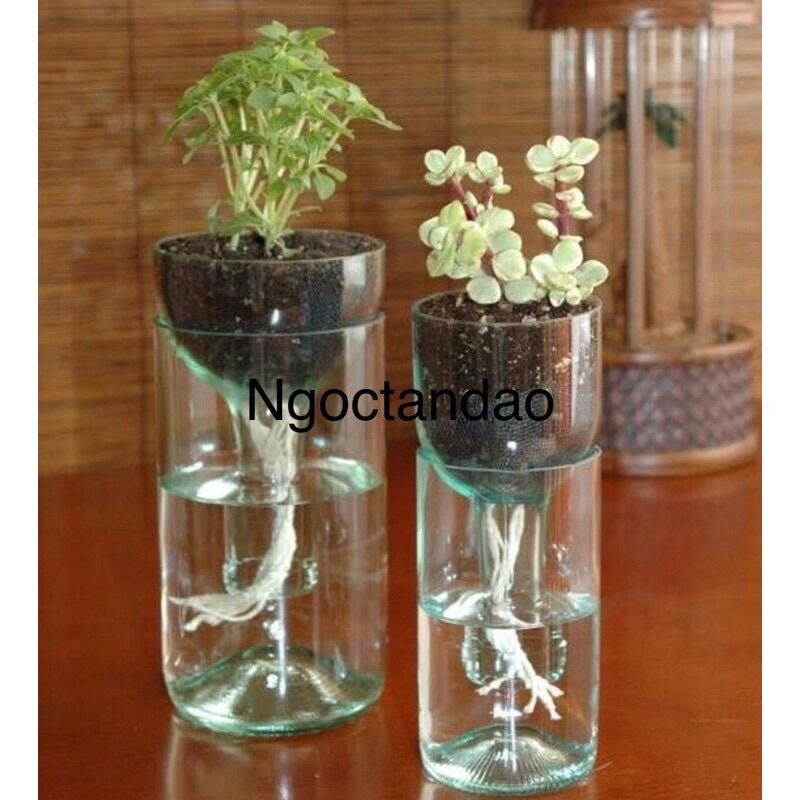 Chai thuỷ tinh tái chế trồng cây trang trí không gian