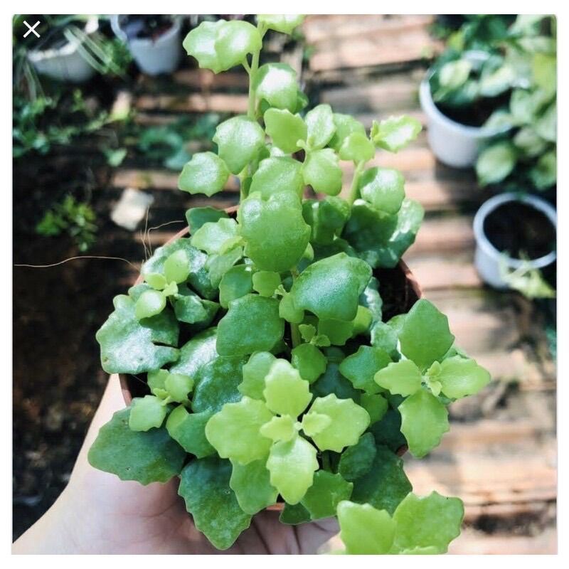 [HCM]CÂY VẢY RỒNG 10cm