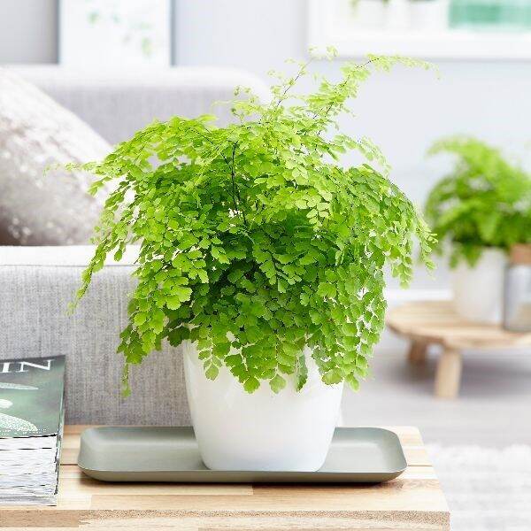|giá rẻ| cây tóc thần vệ nữ. cây trong nhà, cây để bàn, cây phong thủy.